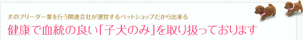 健康で血統の良い子犬のみを取り扱っております