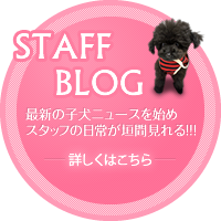 STAFF BLOG