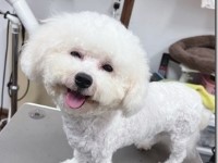 ワンちゃんの生活にかかせないトリミング。  清潔に、健康のために、そしてお洒落に可愛く。