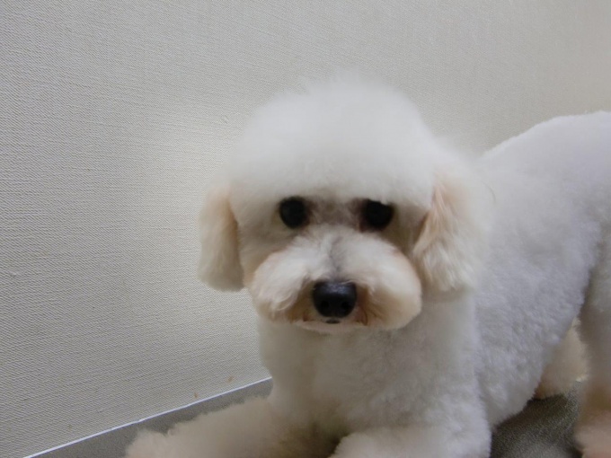 ルーシー 大阪のプードル専門店 Wan Link ワンリンク ルーシー 大阪のプードル専門店 Wan Link ワンリンク