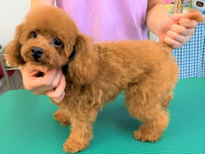 交配犬 大阪のプードル専門店 Wan Link ワンリンク 交配犬 大阪のプードル専門店 Wan Link ワンリンク
