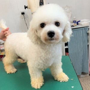 シュガー