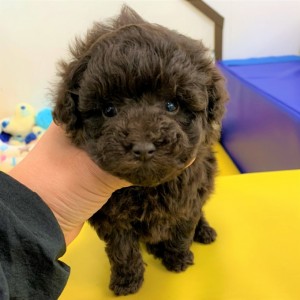 ブラウン 子 大阪のプードル専門店 Wan Link ワンリンク ブラウン 子 大阪のプードル専門店 Wan Link ワンリンク